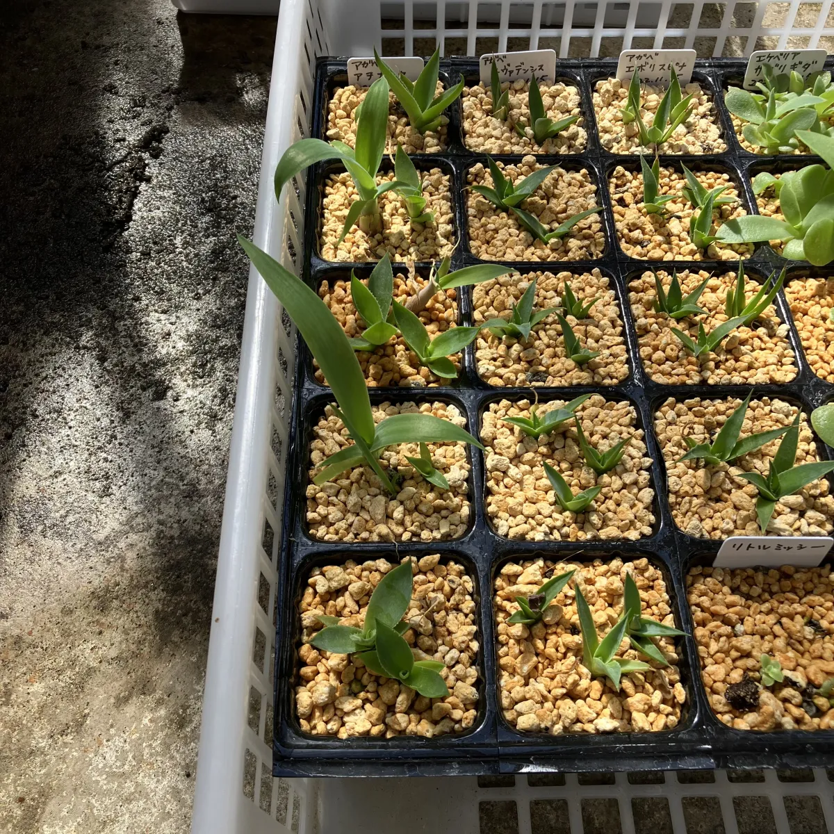 Agave attenuata (アガベ アテナータ 初緑)