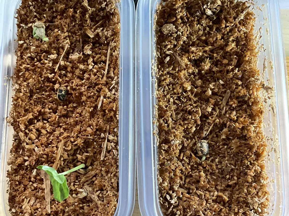 Commiphora wildii (コミフォラ ワイルディ)