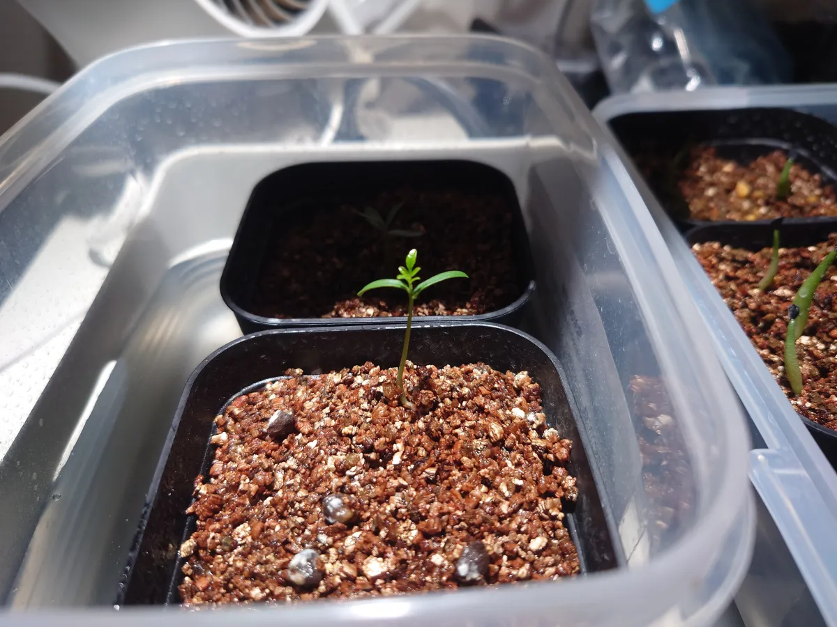 Operculicarya decaryi (オペルクリカリア デカリー)