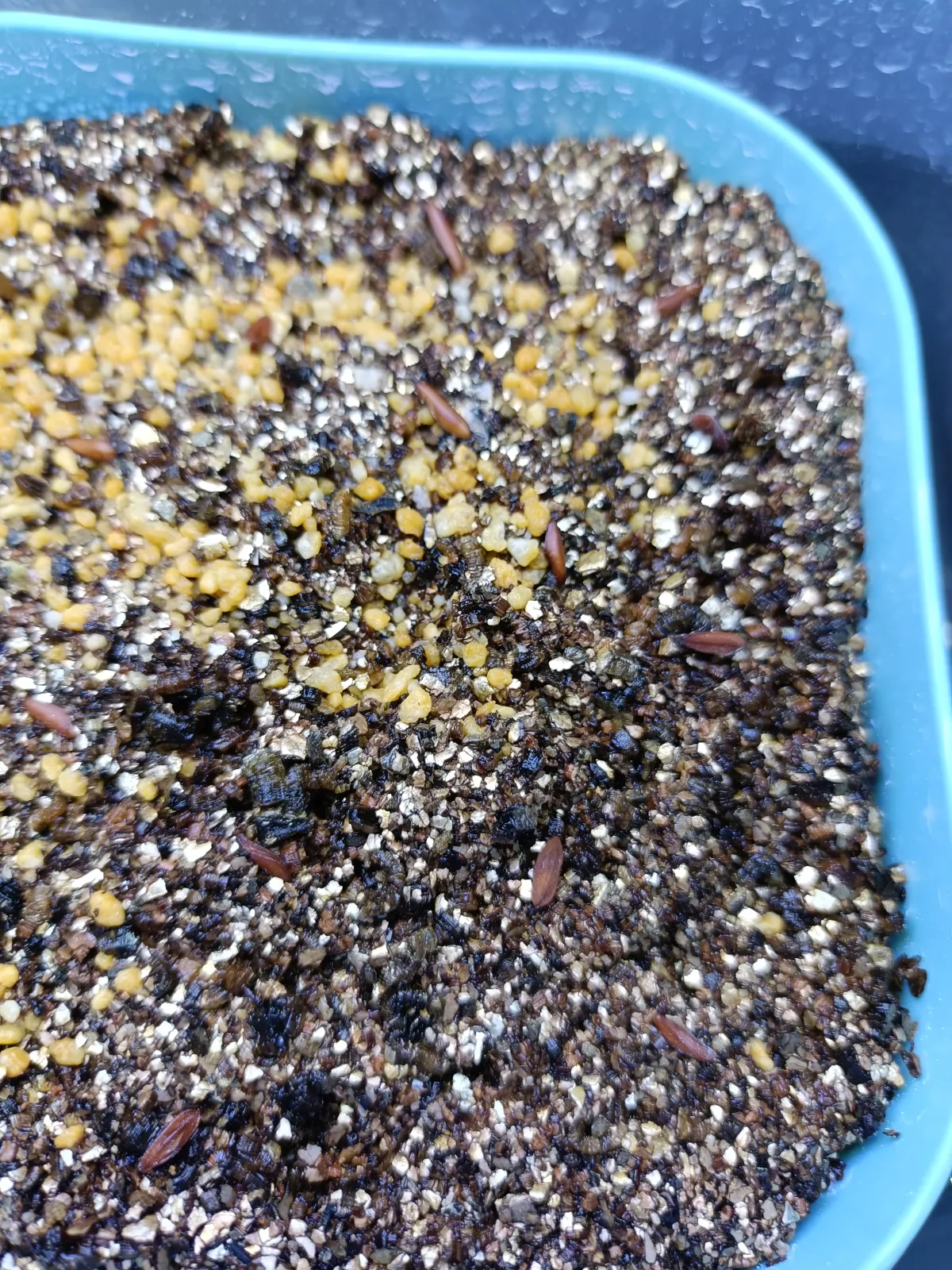 [無料種子] 発芽難 パキポディウム グラキリス　 Pachypodium rosulatum var. gracilius