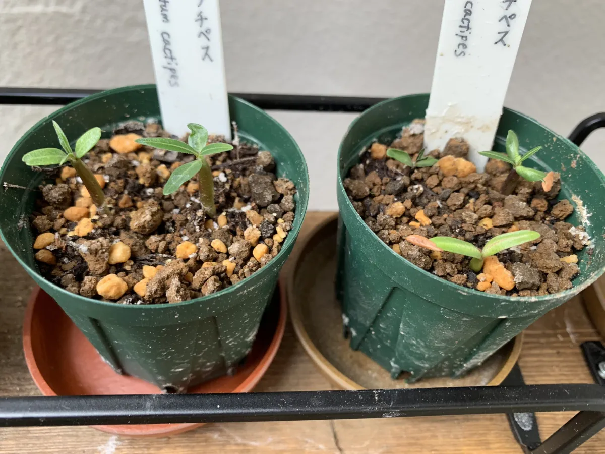 Pachypodium rosulatum ssp. cactipes (パキポディウム カクチペス)