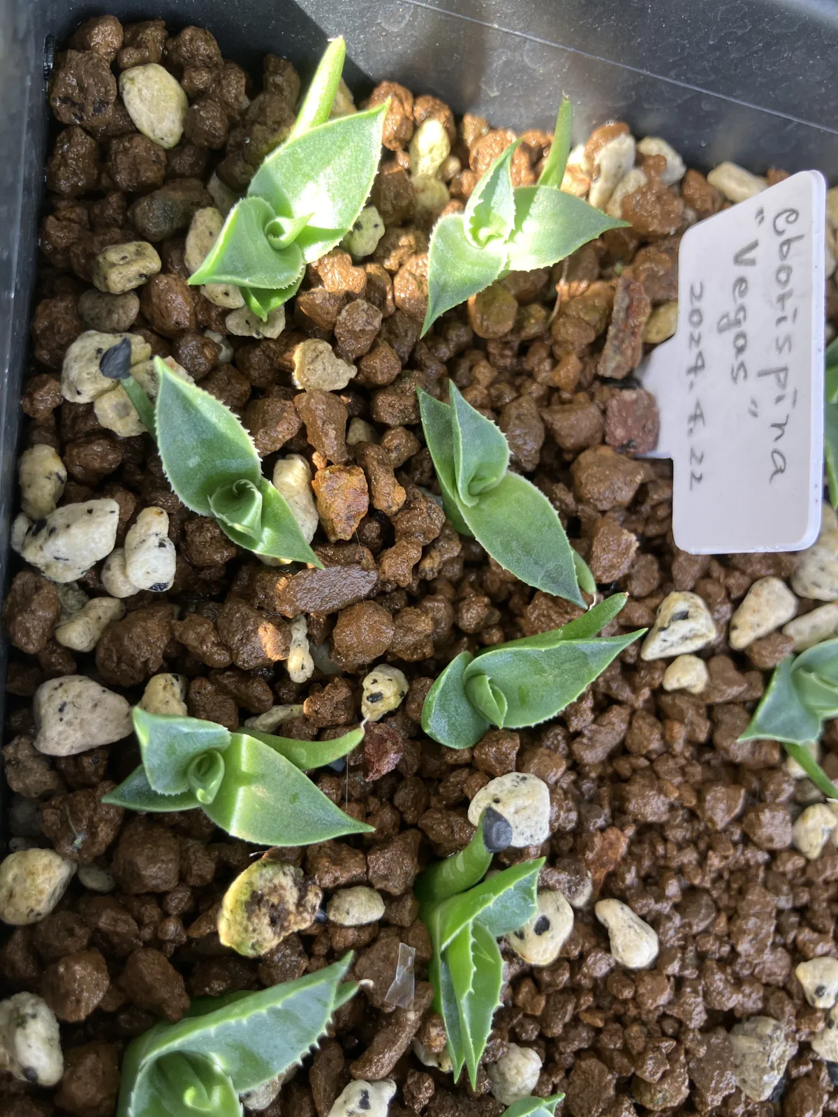 Agave utahensis var. eborispina 'Vegas' (アガベ エボリスピナ ヴェガス)