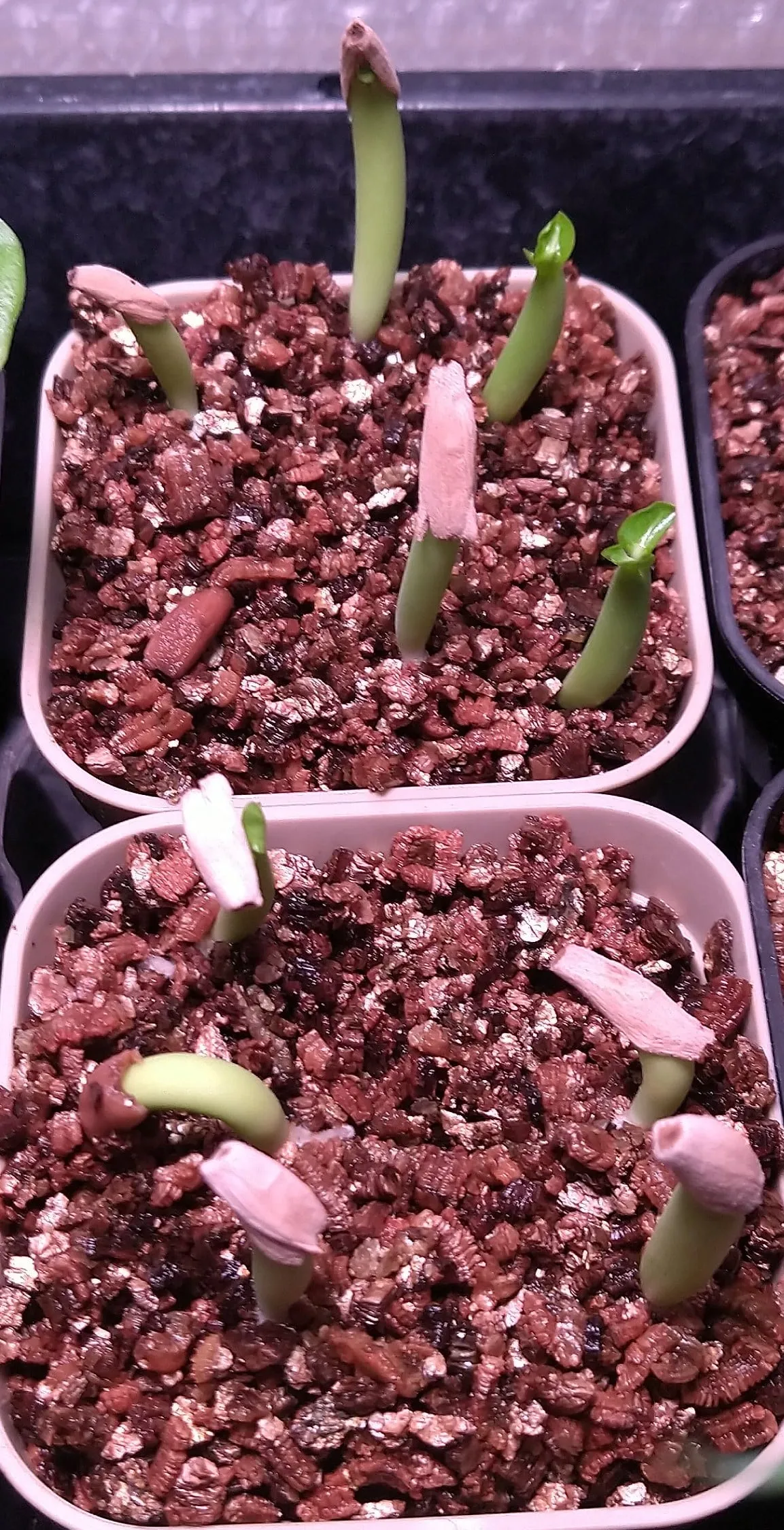 Adenium obesum thai (アデニウム タイ ソコトラナム)