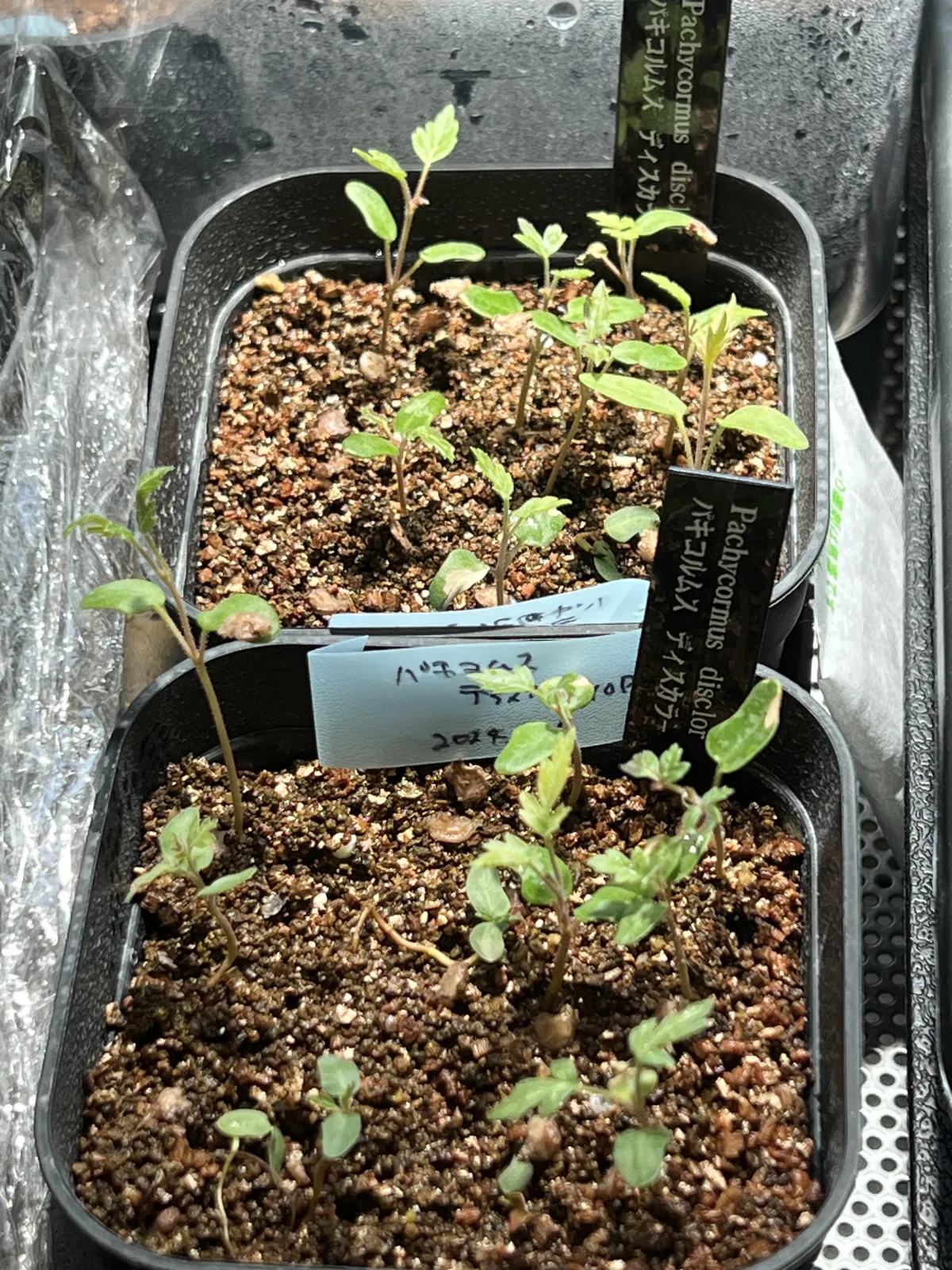 Pachycormus discolor (パキコルムス ディスカラー)