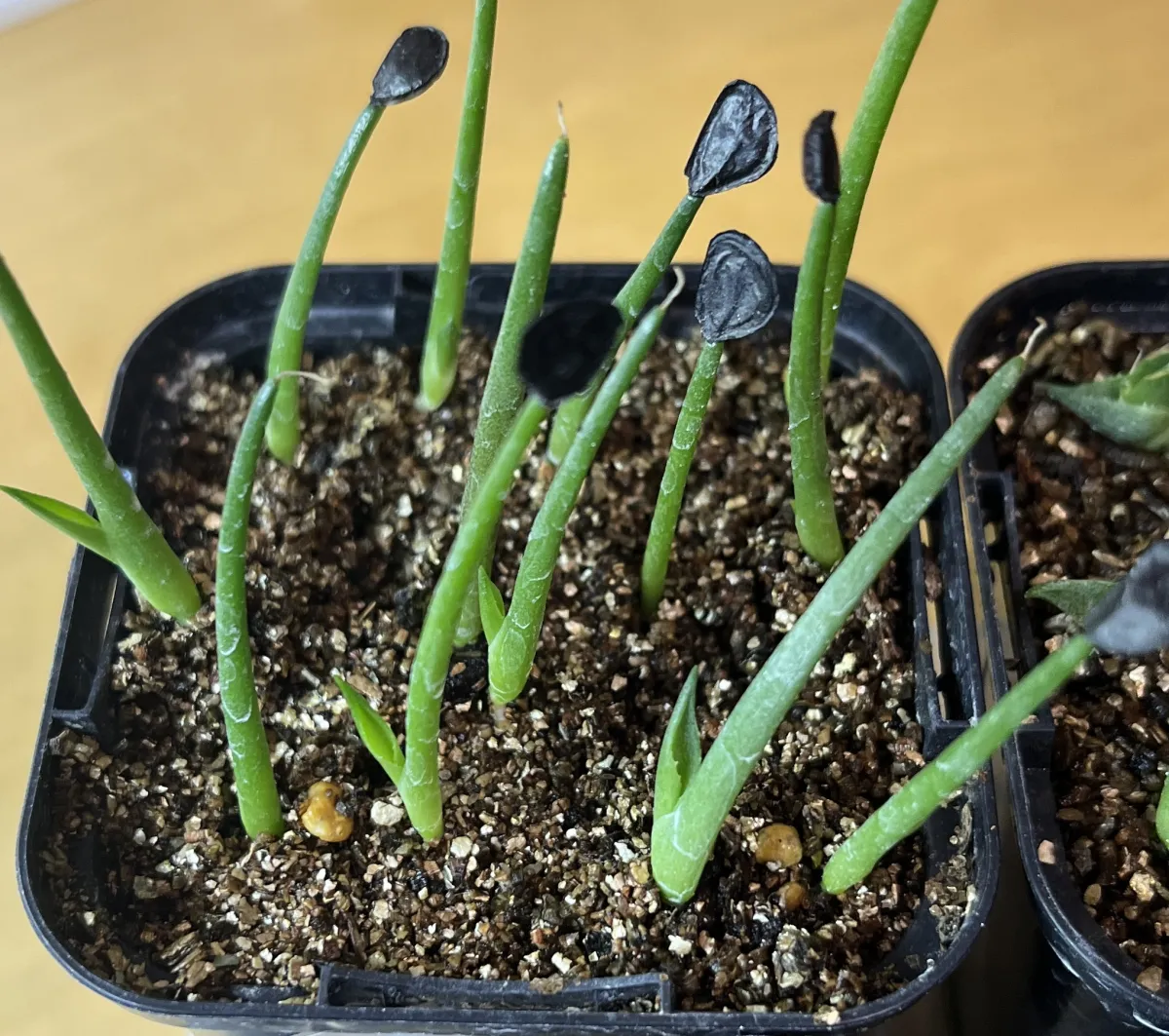 Agave parryi var. truncata (アガベ パリー トランカータ)