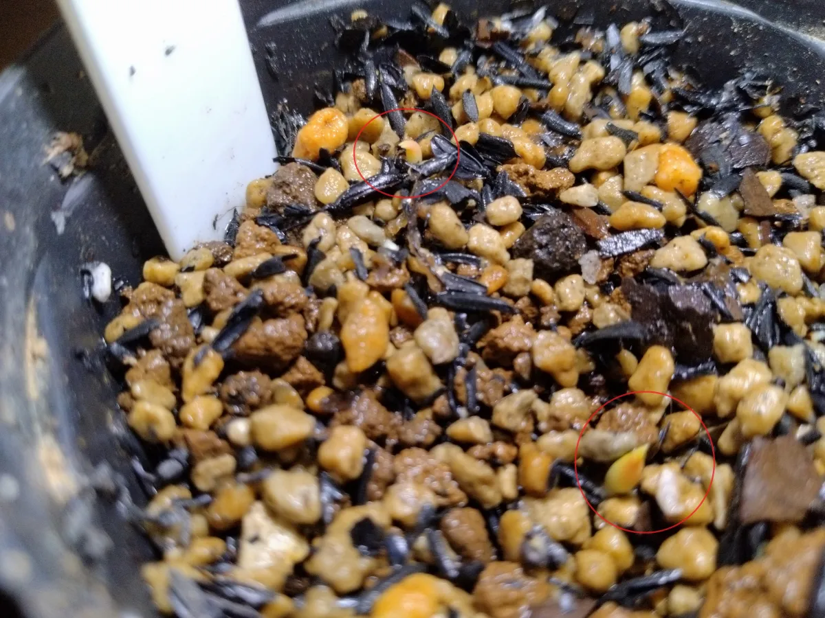 Ferocactus robustus (フェロカクタス ロブスタス)