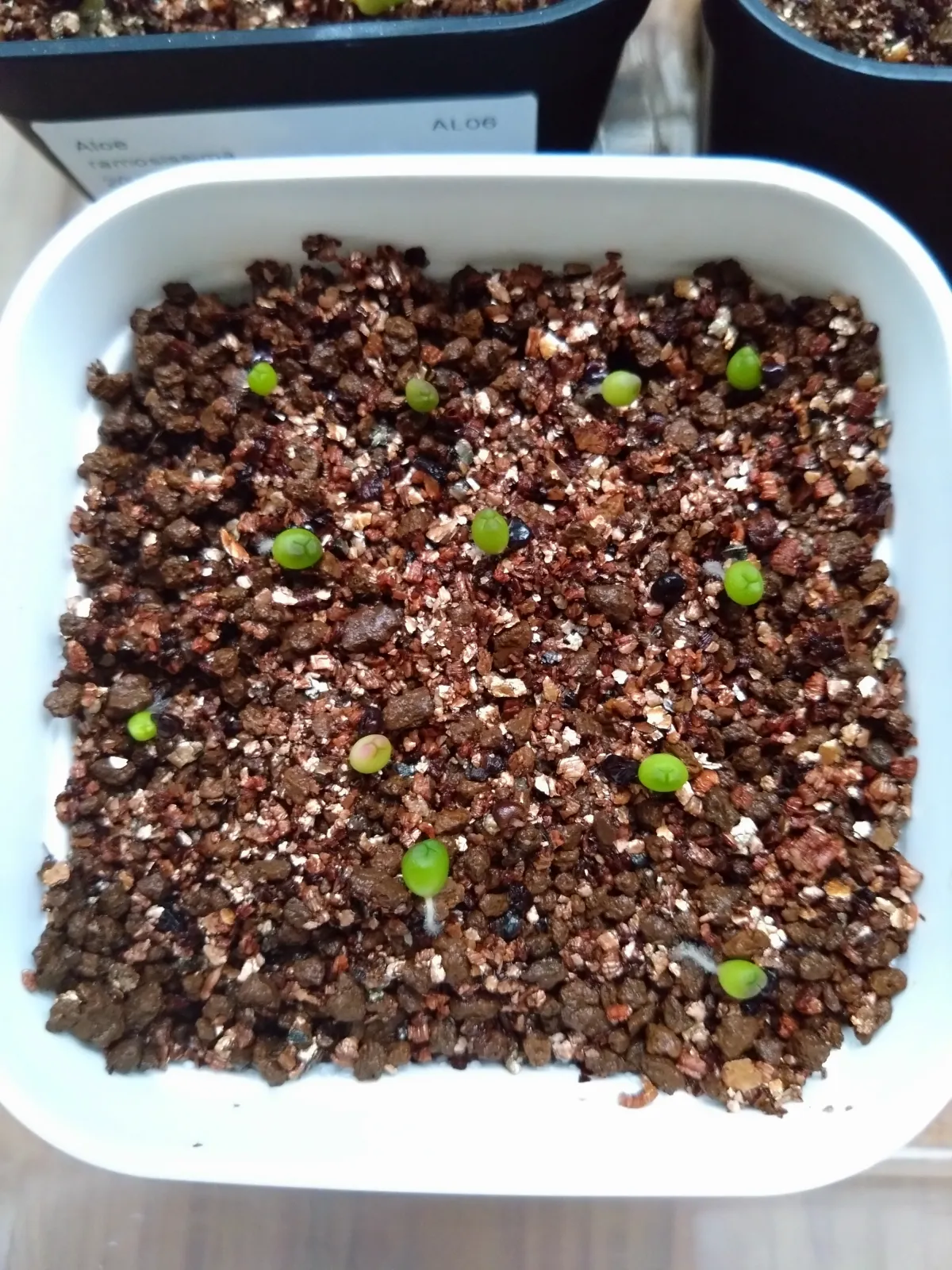 Astrophytum asterias (アストロフィツム ゴンザレス)