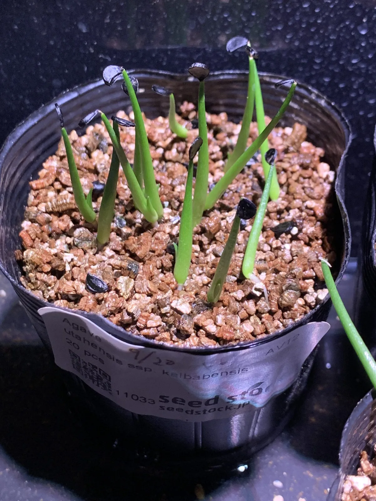 Agave utahensis ssp. kaibabensis (アガベ カイバベンシス)