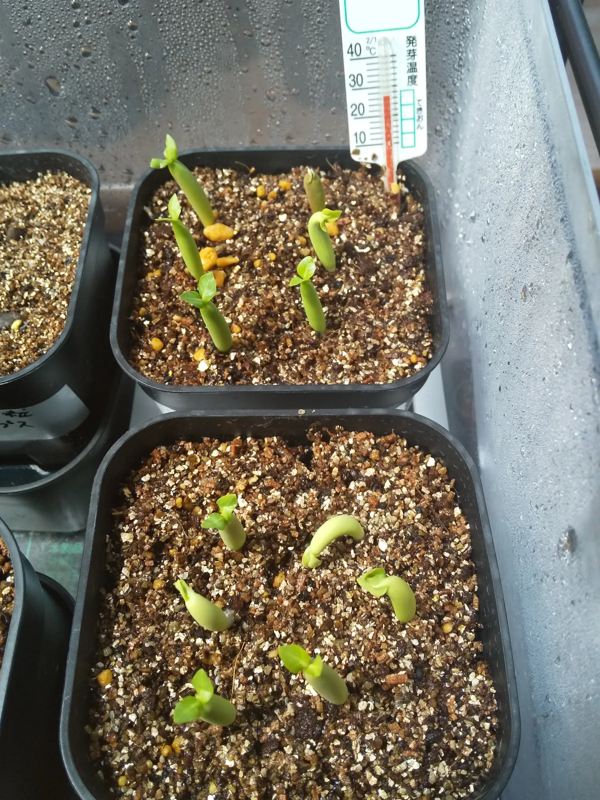 Adenium arabicum Black Stem (アデニウム アラビカム ブラックステム)