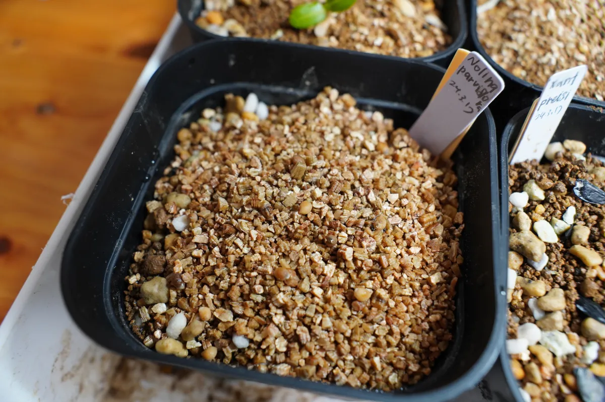 Nolina parviflora (ノリナ パルビフローラ)