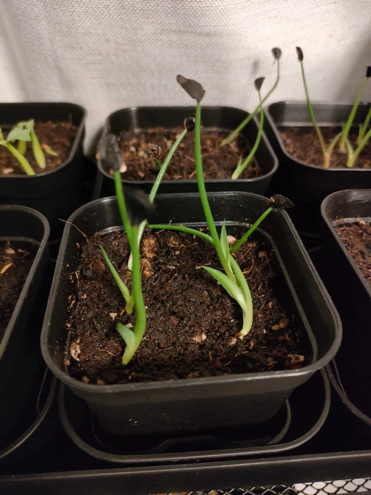 Agave karwinskii (アガベ カルウィンスキー)