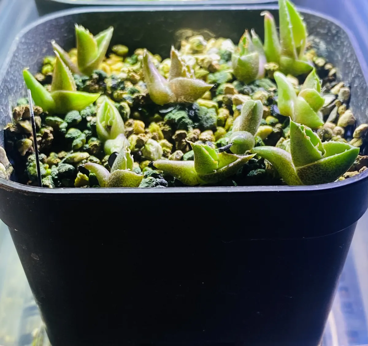 Agave oteroi (アガベ オテロイ)