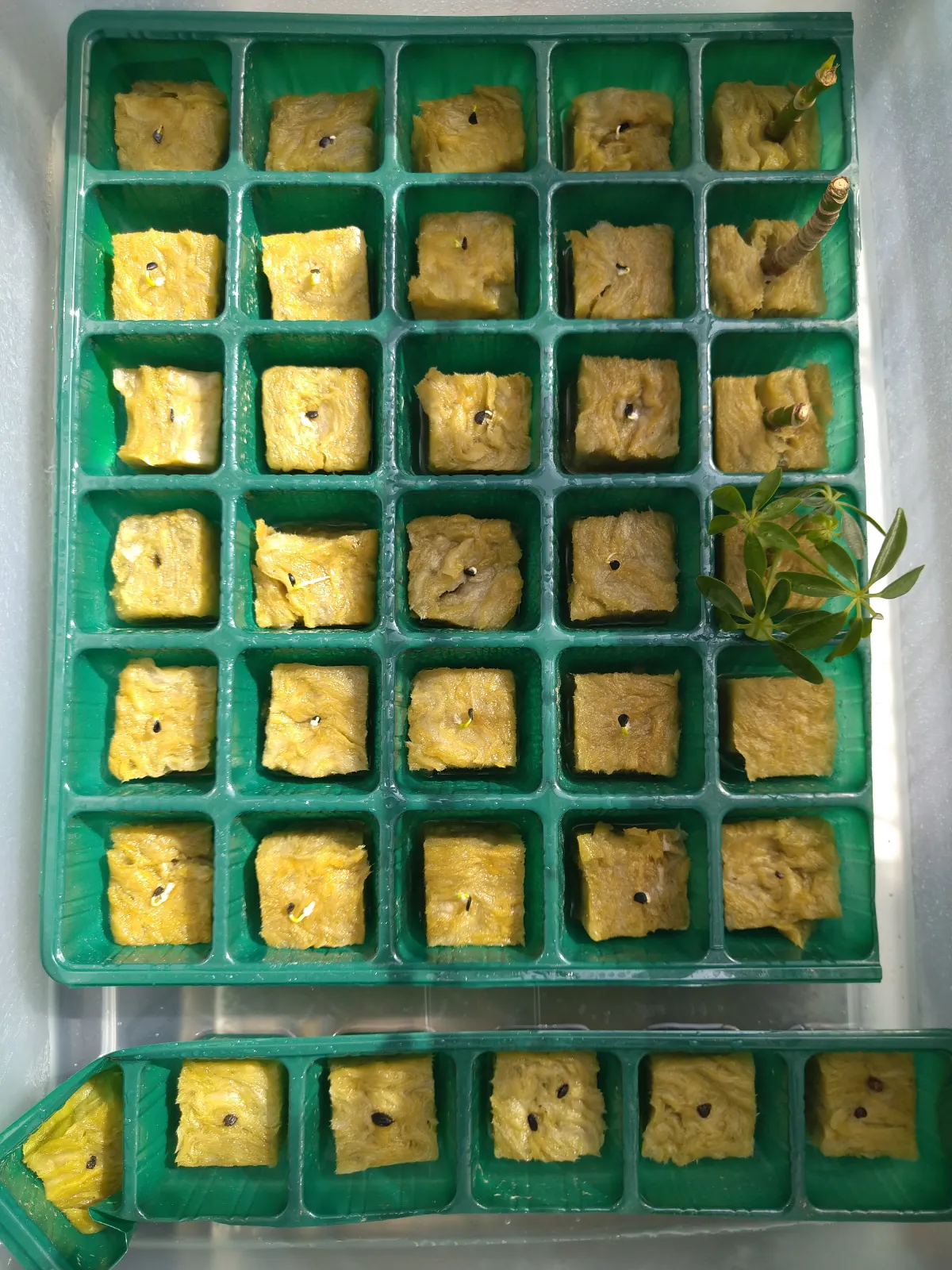 Agave utahensis var. eborispina (アガベ エボリスピナ)