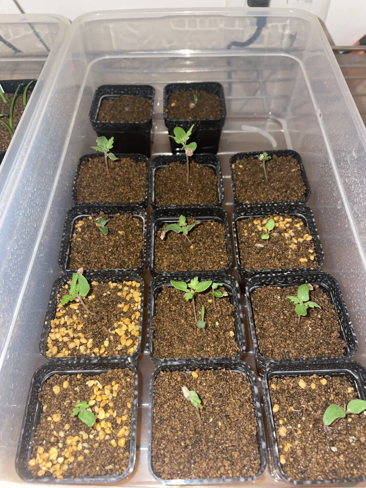 Pachycormus discolor (パキコルムス ディスカラー)