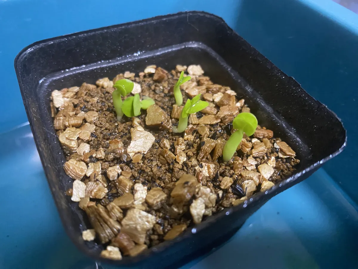 Fockea edulis (フォッケア 火星人)