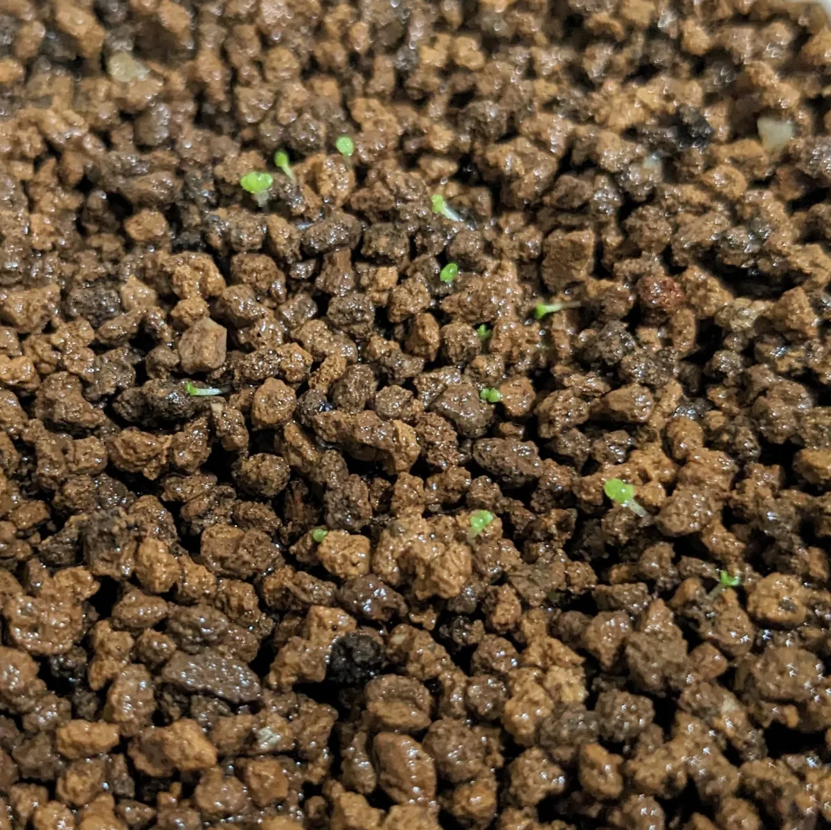 Dudleya anthonyi (ダドレヤ アンソニー ミシオン)