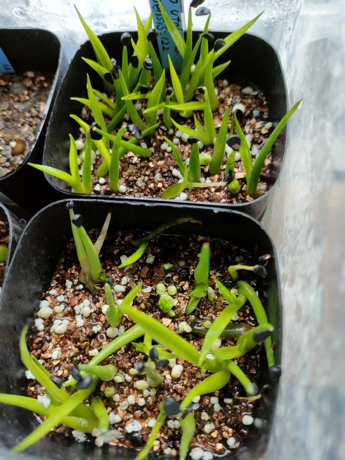 Agave utahensis ssp. utahensis (アガベ ユタエンシス)