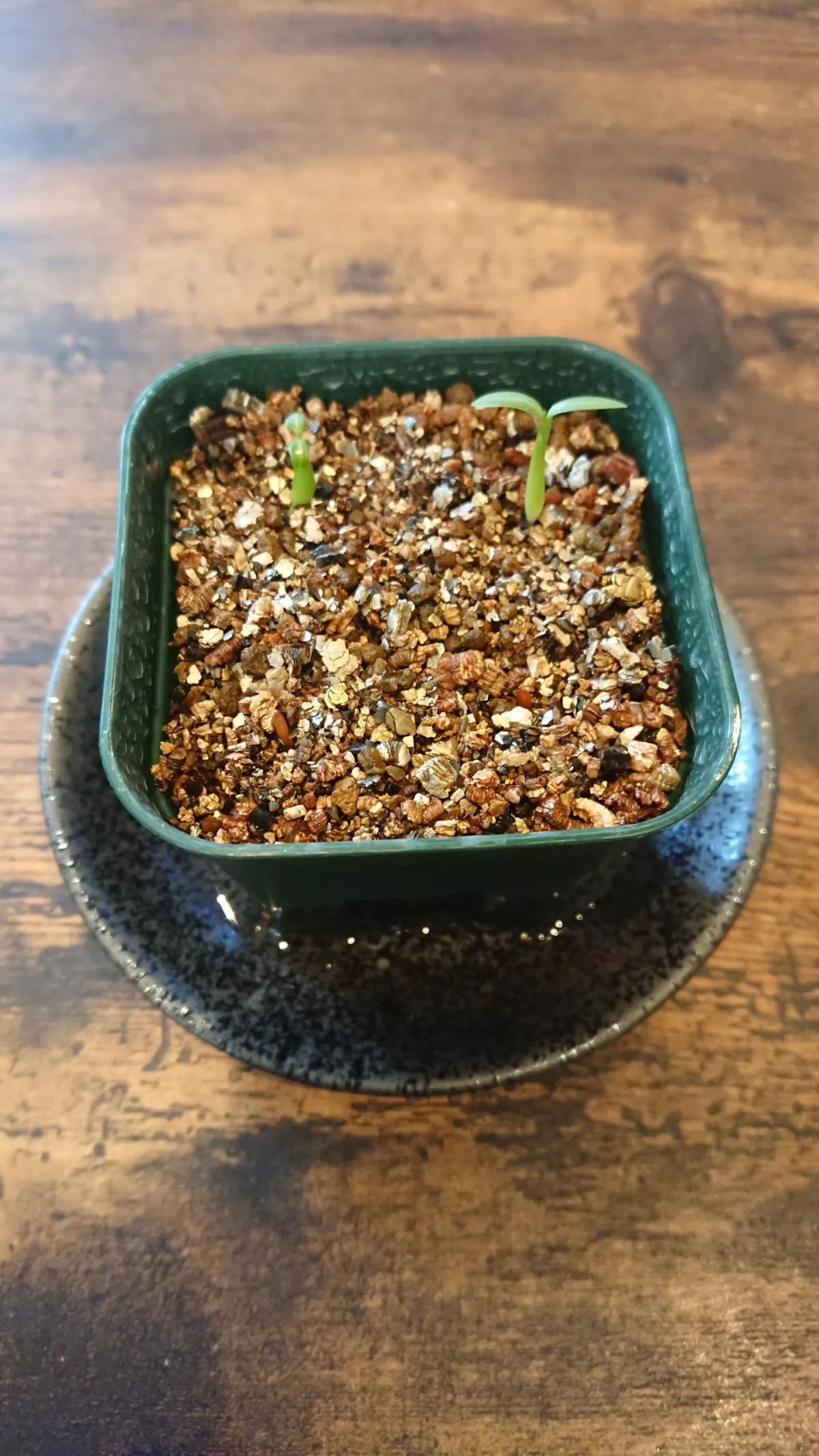 Pachypodium rosulatum var. gracilius (パキポディウム グラキリス)