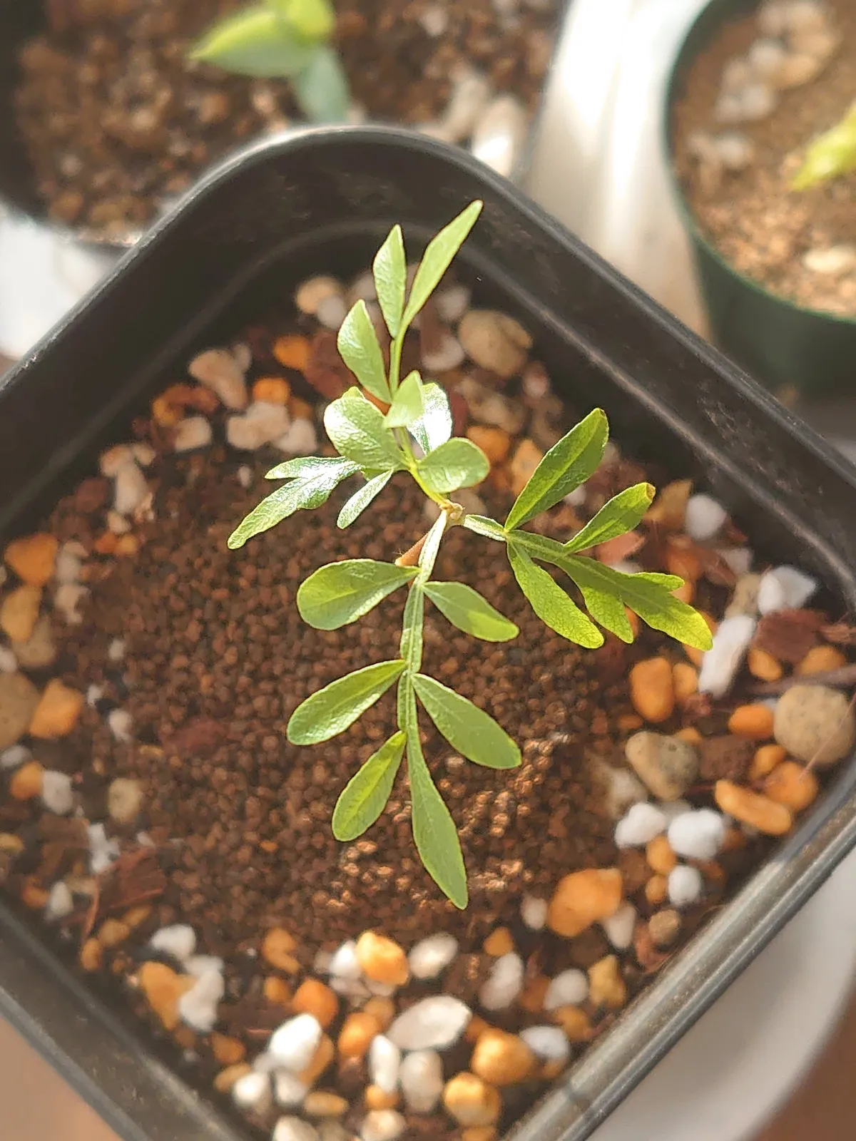 Operculicarya hyphaenoides (オペルクリカリア ヒファエノイデス)