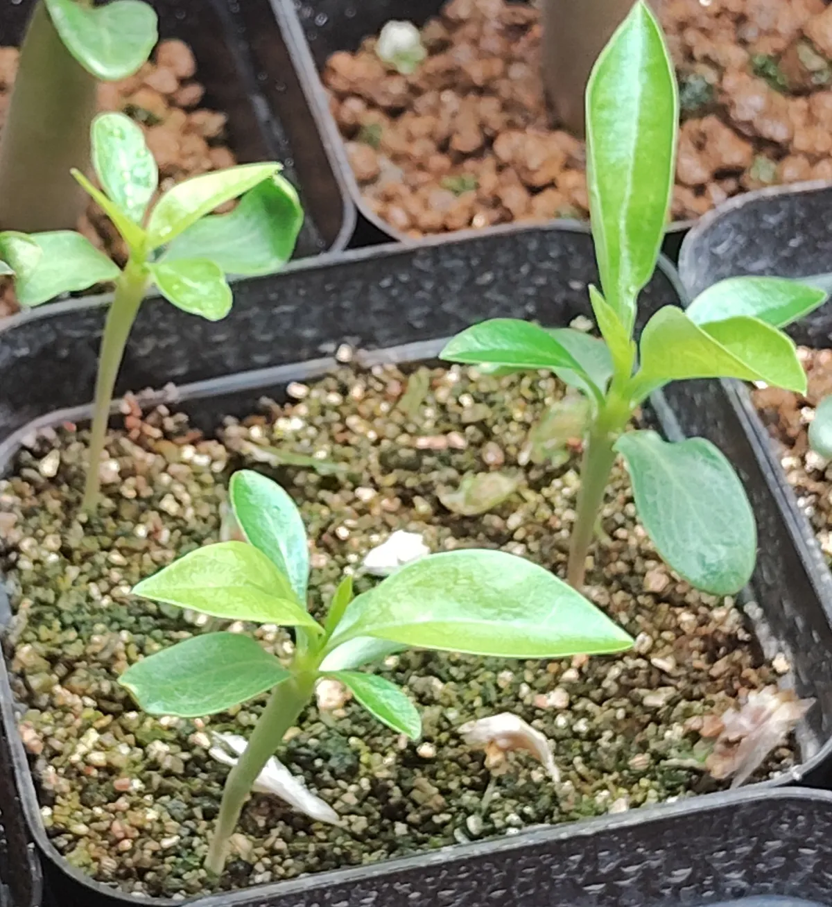 Fouquieria formosa (フォークイエリア フォルモサ)