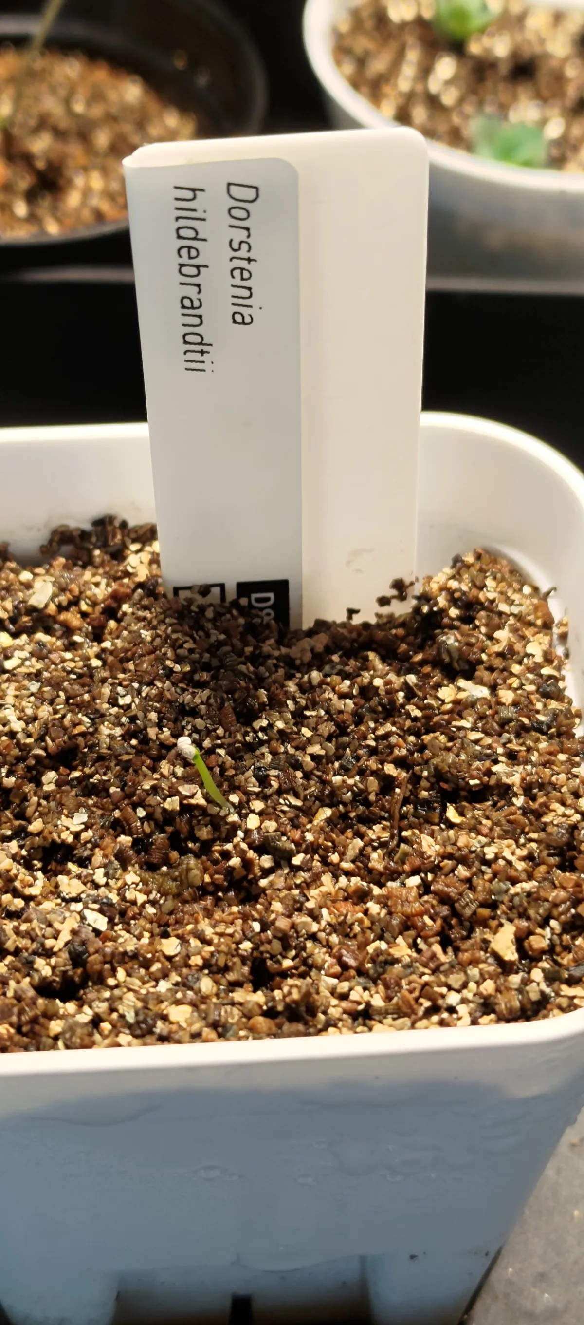 Dorstenia hildebrandtii (ドルステニア ヒルデブランドティー)