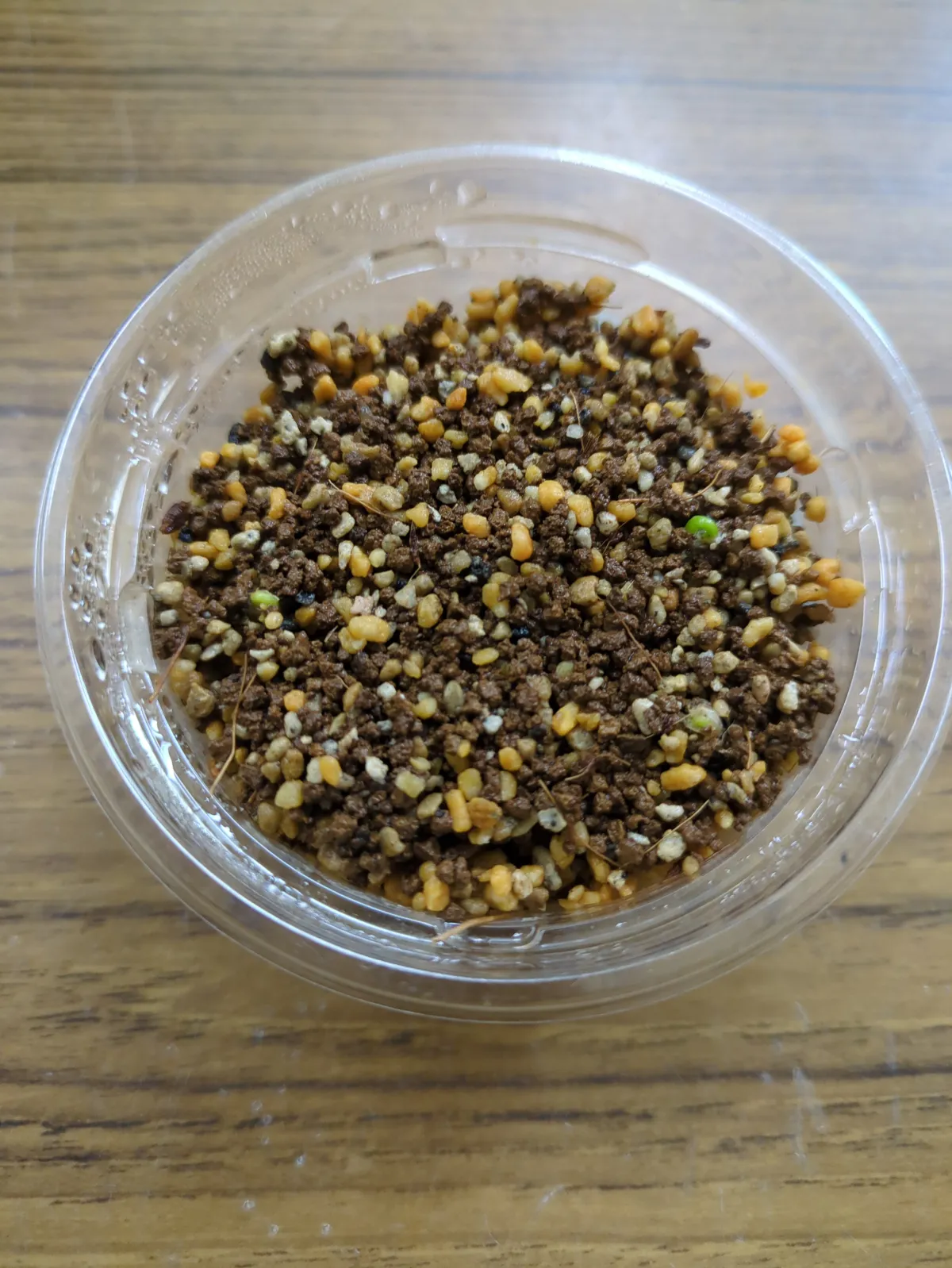 Eriospermum porphyrium (エリオスペルマム ポルフィリウム)