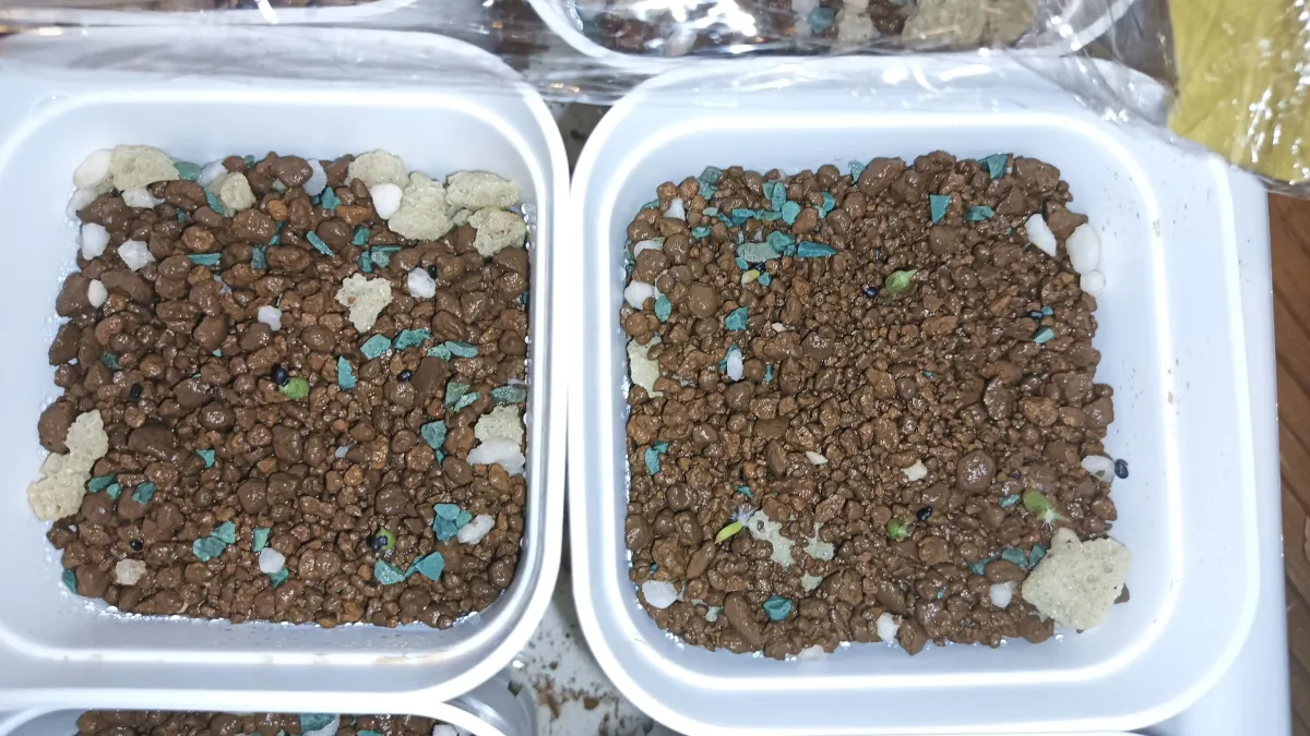 Agave gracilipes (アガベ グラシリペス)