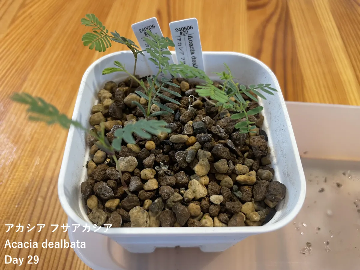 Acacia dealbata (アカシア フサアカシア)