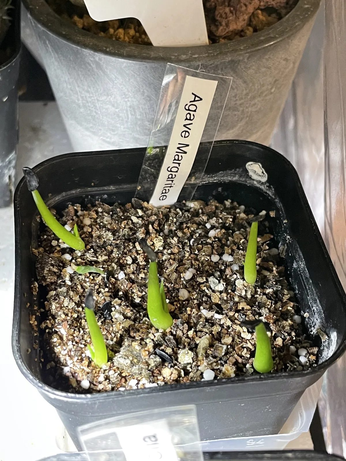 Agave margaritae (アガベ マルガリータ)