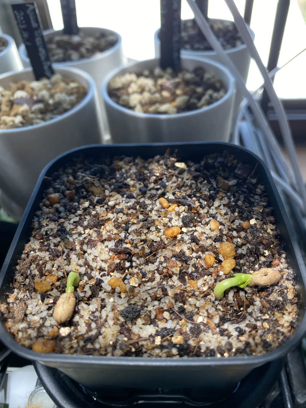 Cyphostemma juttae (キフォステンマ ユッタエ)