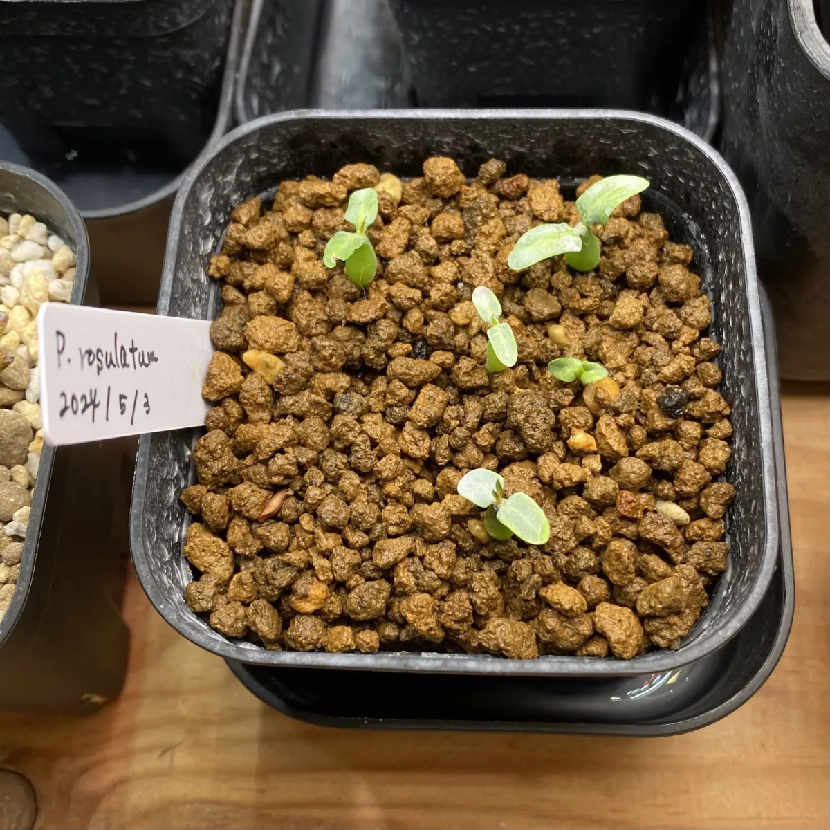 Pachypodium rosulatum ssp. rosulatum (パキポディウム ロスラーツム)