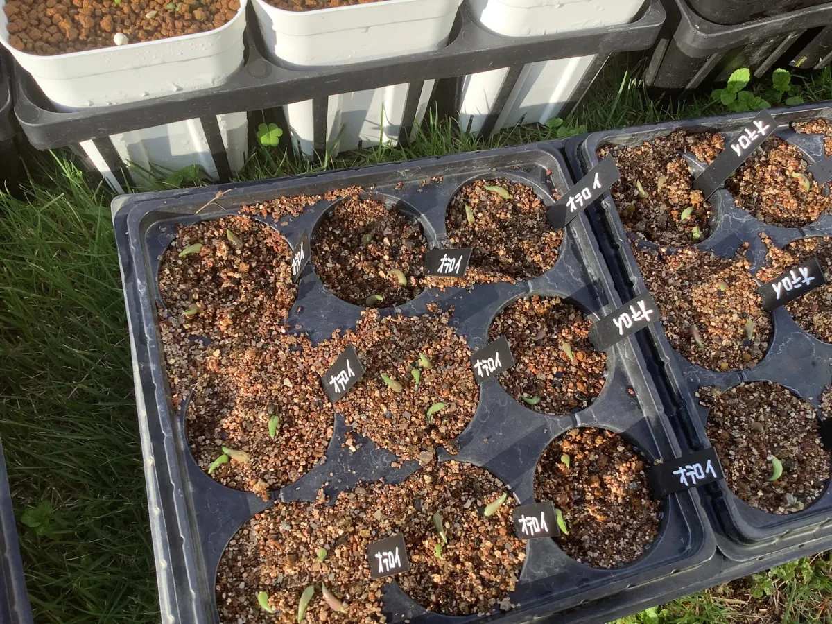 Agave oteroi (アガベ オテロイ)