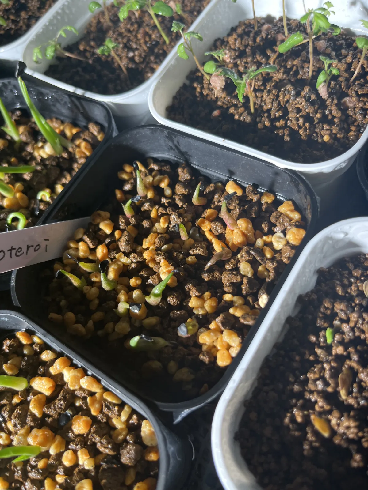 Agave oteroi (アガベ オテロイ)