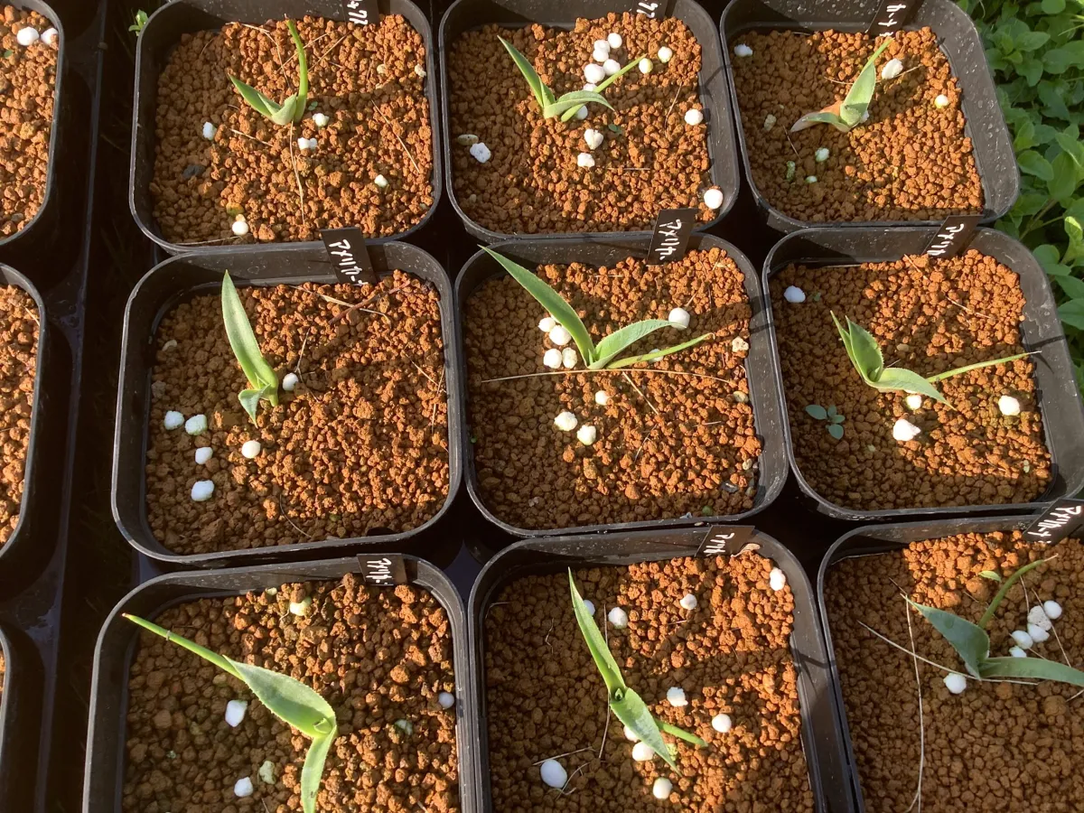 Agave americana ssp. americana (アガベ アメリカーナ)