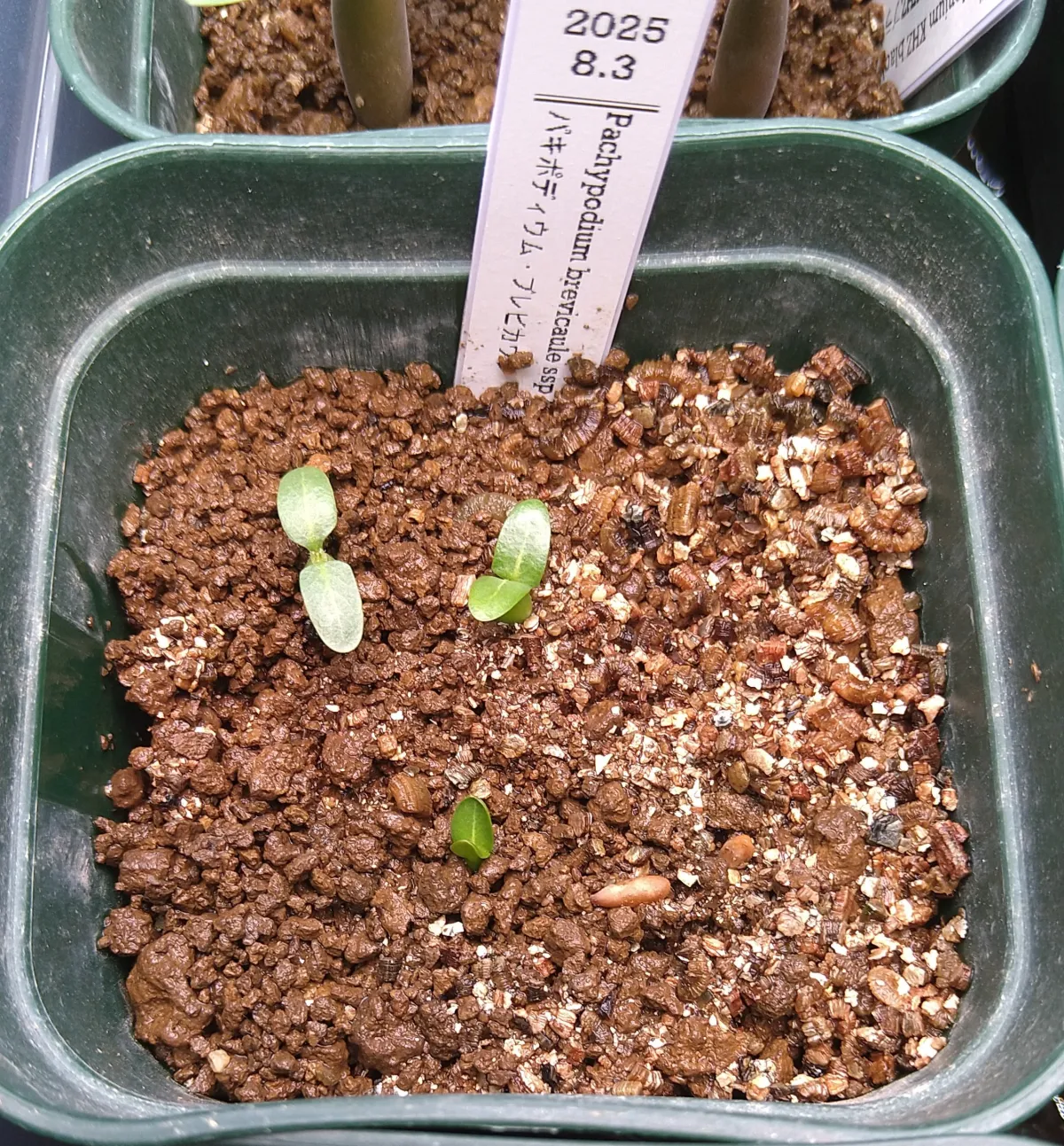 種子] パキポディウム ブレビカウレ Pachypodium brevicaule ssp