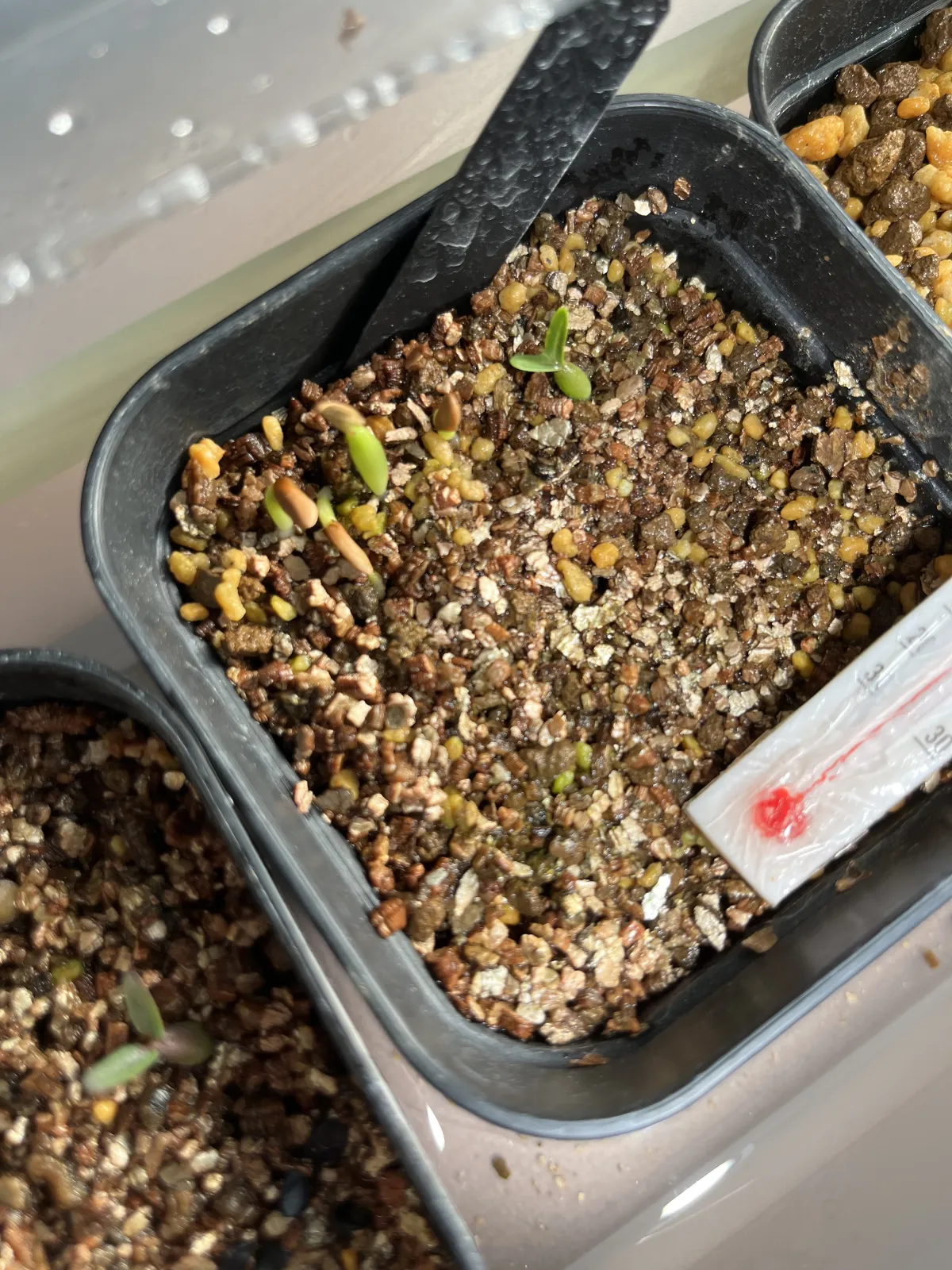 Pachypodium rosulatum var. gracilius (パキポディウム グラキリス)