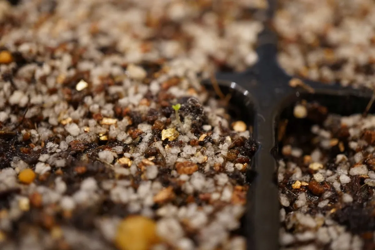 Echeveria secunda (エケベリア セクンダ)