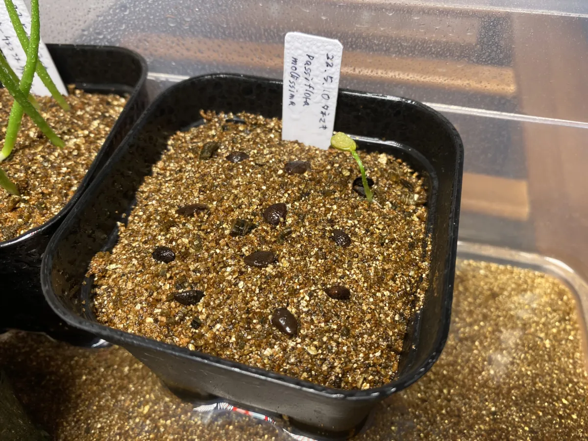 Passiflora mollissima (パッシフローラ モリッシマ)