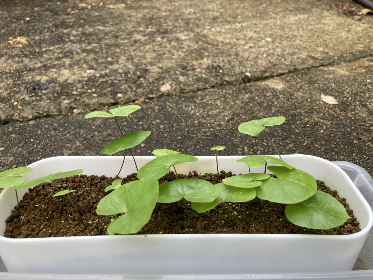 Dioscorea hemicrypta (ディオスコレア ヘミクリプタ)