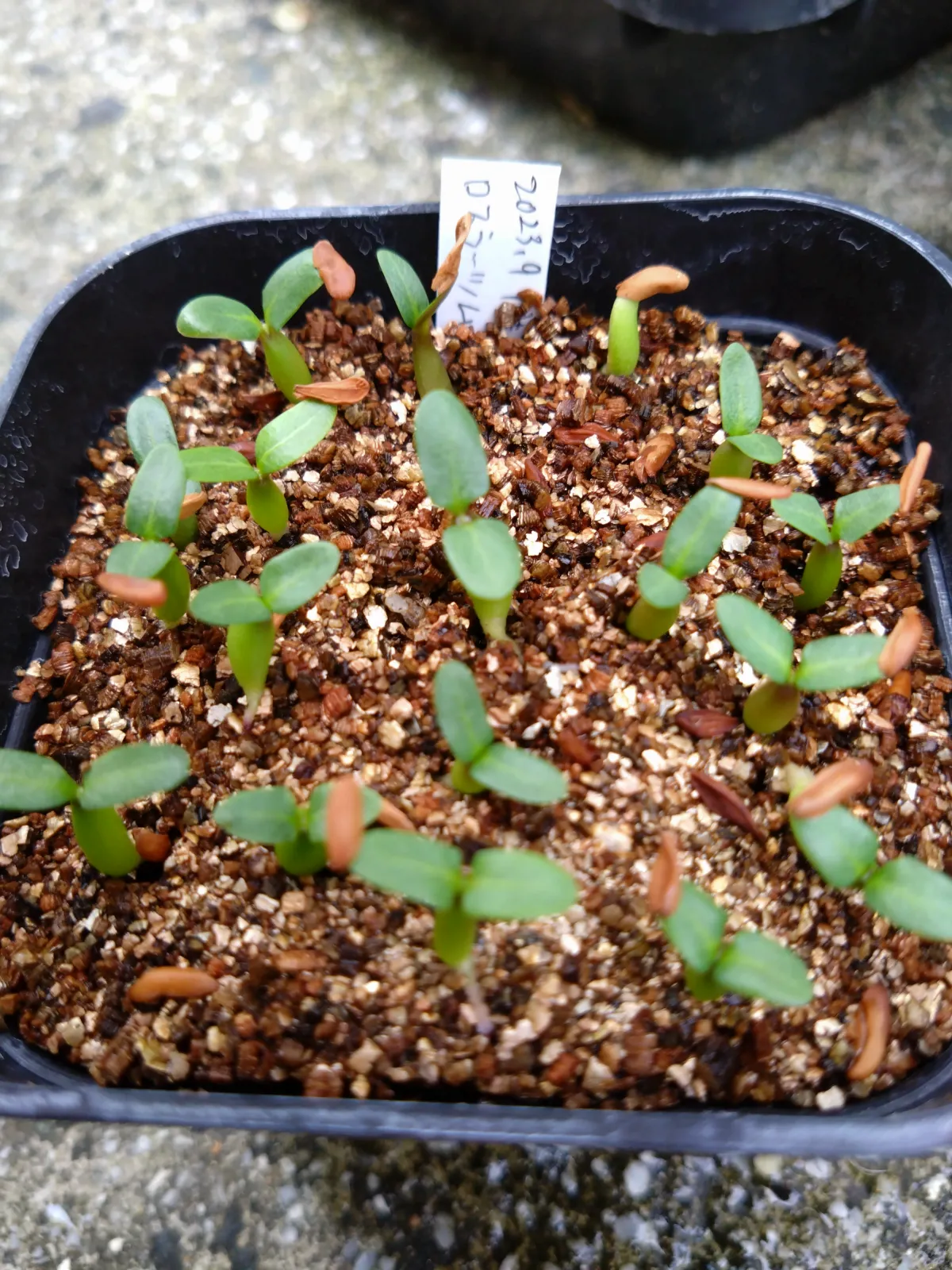 Pachypodium rosulatum (パキポディウム ロスラーツム)