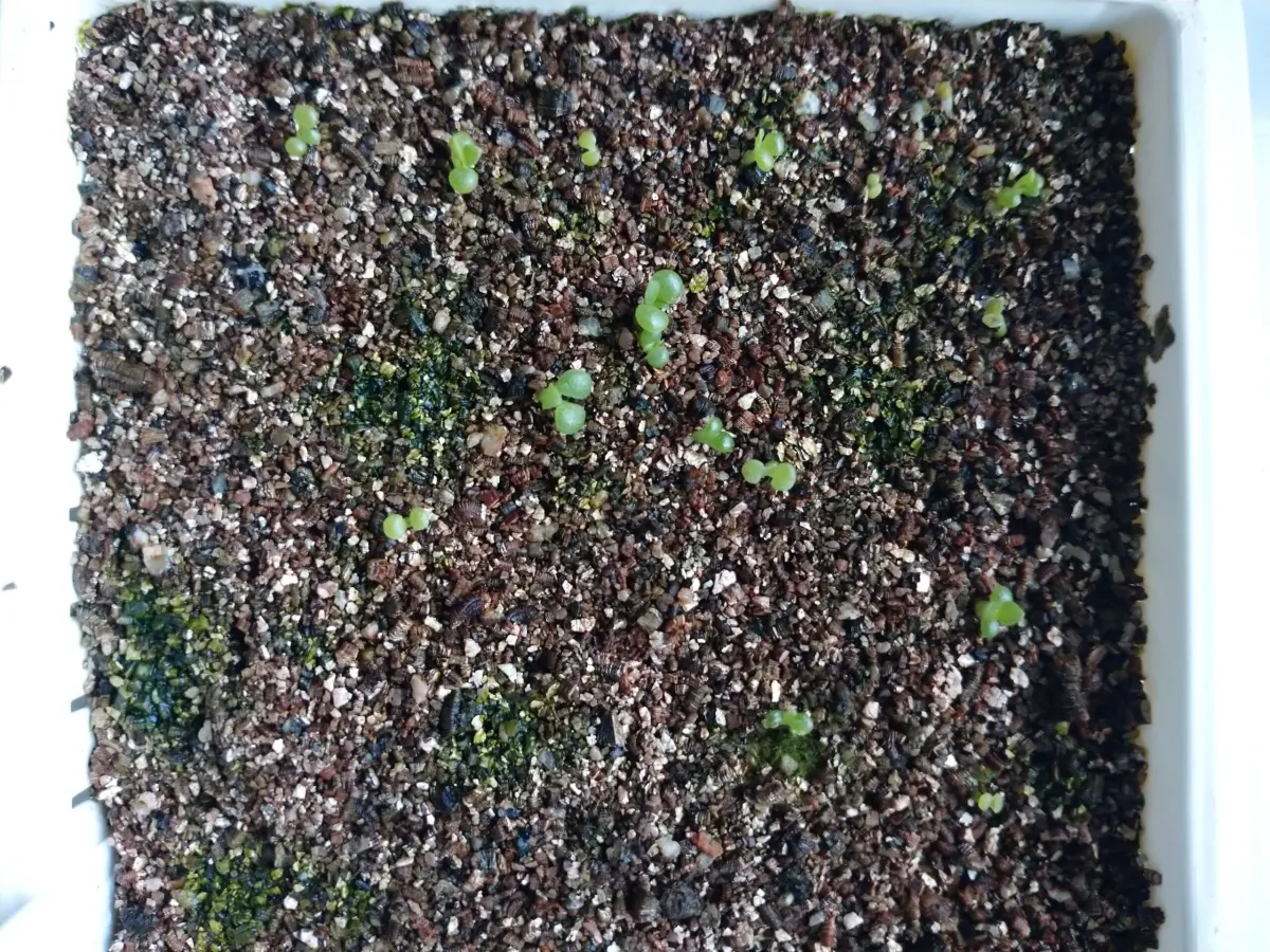 Tylecodon paniculatus (ティレコドン パニクラタス)