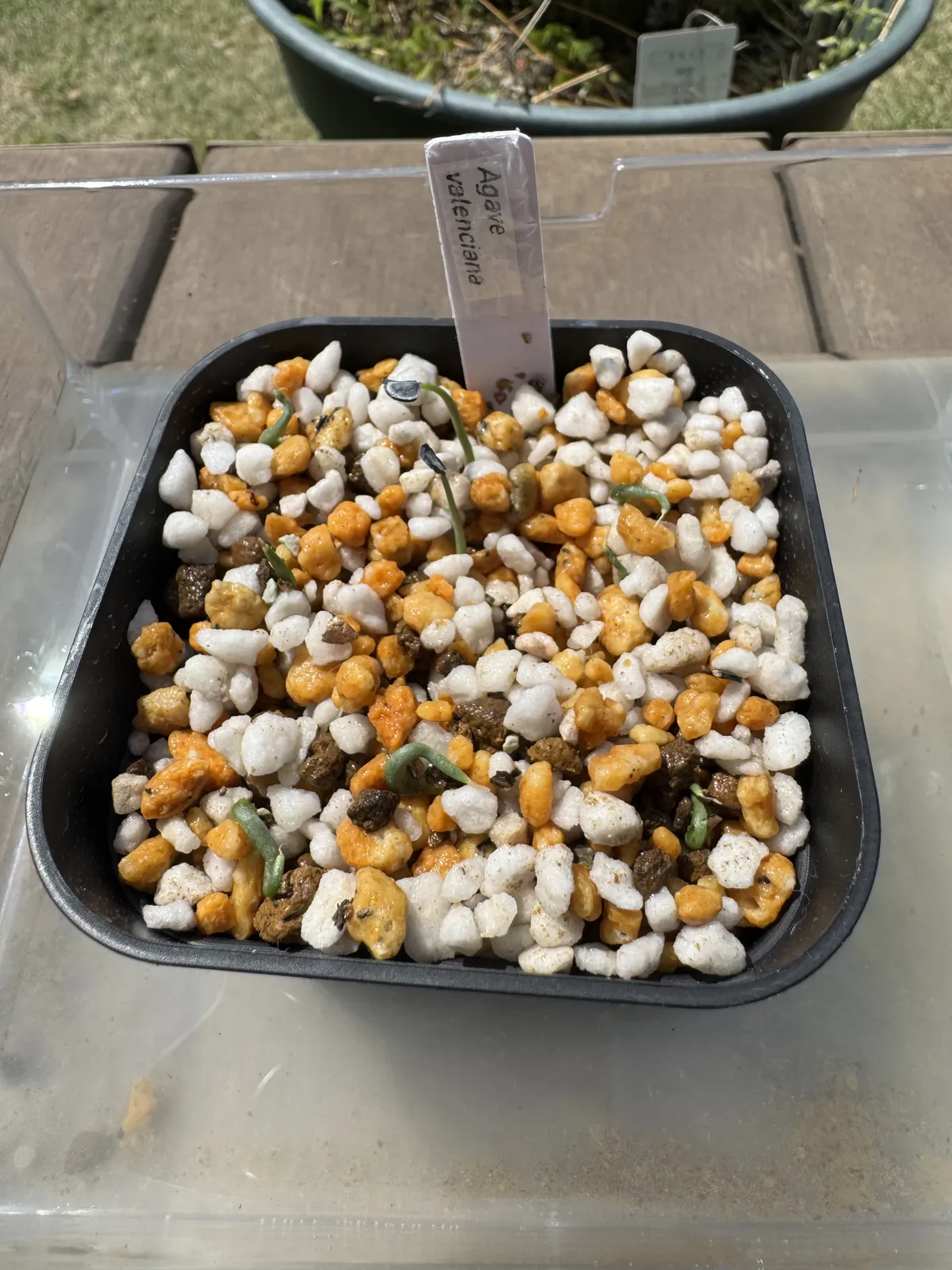 Agave valenciana (アガベ ヴァレンシアナ)