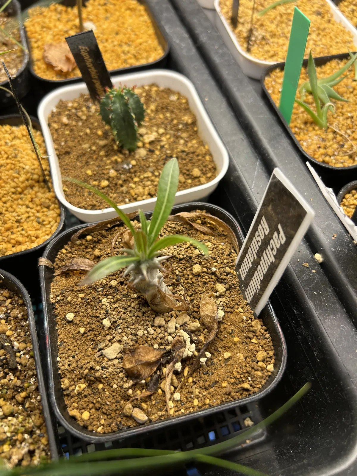 Pachypodium rosulatum (パキポディウム ロスラーツム)