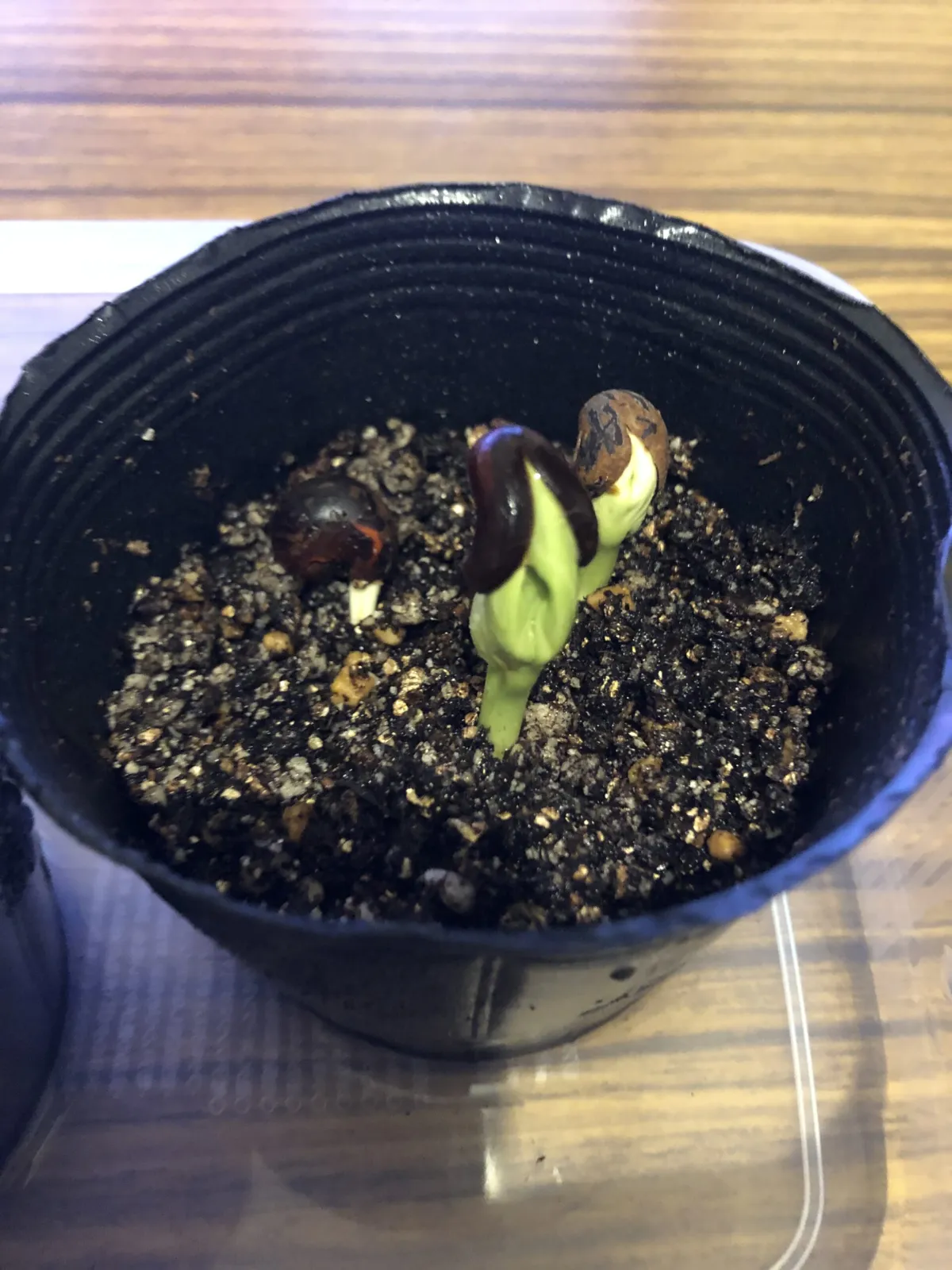 Adansonia gregorii (アダンソニア（バオバブ）グレゴリー)