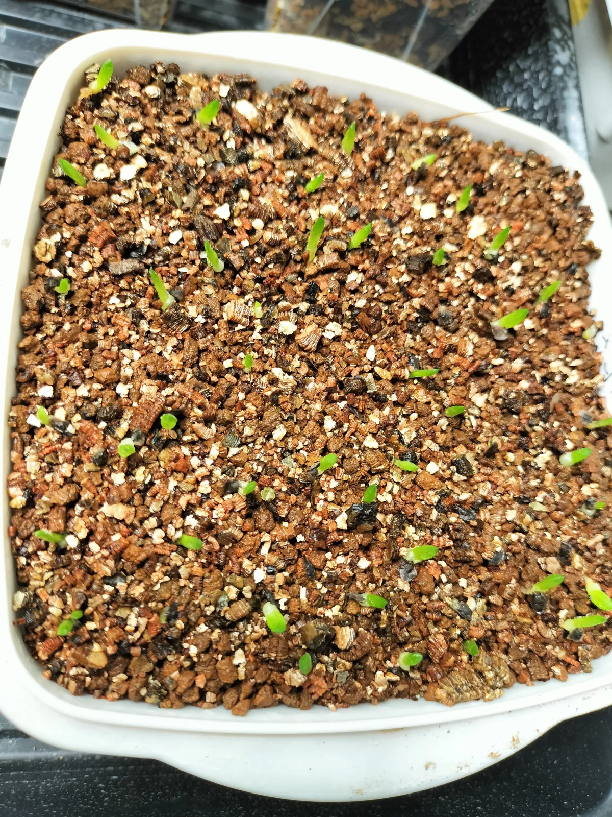 Haworthia margaritifera (ハオルチア マルガリティフェラ)