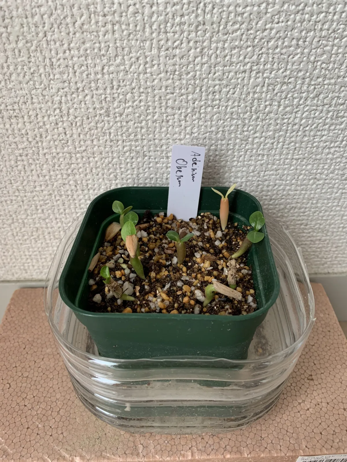 Adenium obesum (アデニウム オベスム)