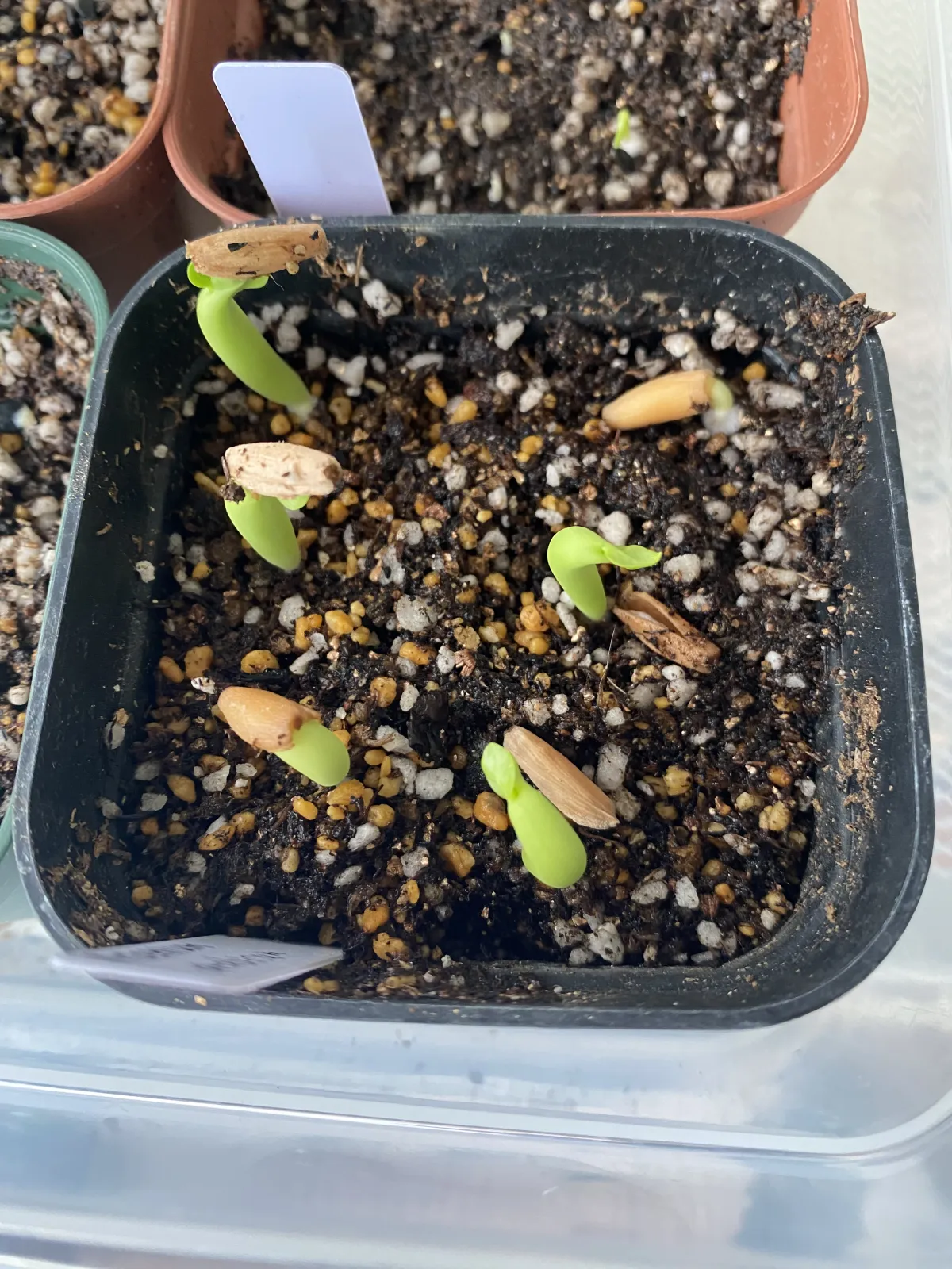 Adenium arabicum (アデニウム アラビカム)