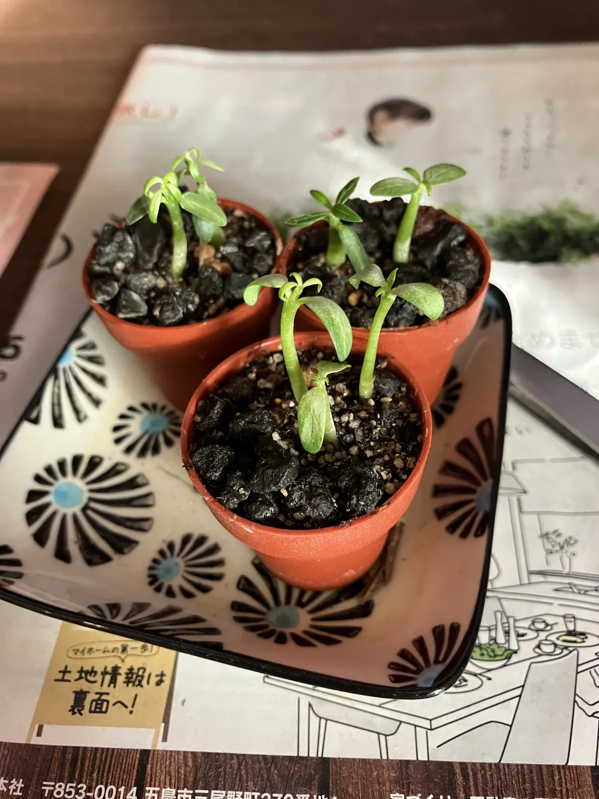 Pachypodium rosulatum var. gracilius (パキポディウム グラキリス)