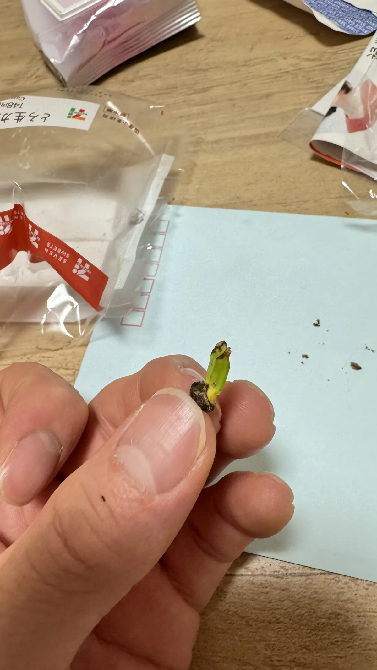 Operculicarya pachypus (オペルクリカリア パキプス)