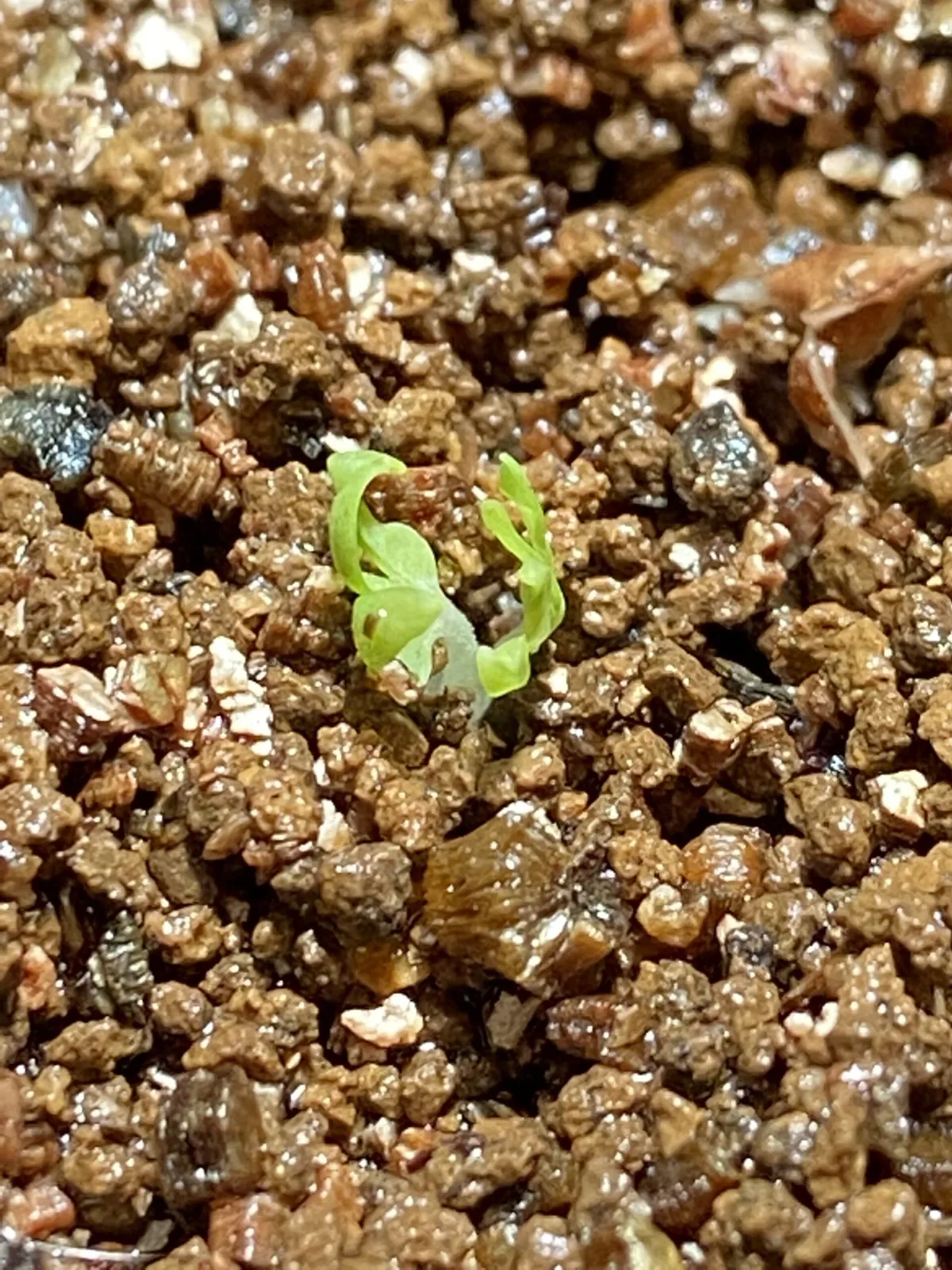 Boswellia sacra (ボスウェリア サクラ)